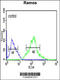 Forkhead Box P1 antibody, 64-145, ProSci, Immunofluorescence image 