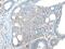 Transient Receptor Potential Cation Channel Subfamily V Member 6 antibody, PA5-51295, Invitrogen Antibodies, Immunohistochemistry frozen image 