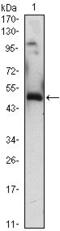 Early Growth Response 1 antibody, GTX83286, GeneTex, Western Blot image 