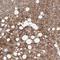 Beta-Ureidopropionase 1 antibody, NBP1-89918, Novus Biologicals, Immunohistochemistry frozen image 
