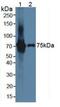 Interleukin 17 Receptor E antibody, LS-C294860, Lifespan Biosciences, Western Blot image 