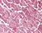 GULP PTB Domain Containing Engulfment Adaptor 1 antibody, orb88090, Biorbyt, Immunohistochemistry paraffin image 