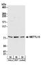EEF1A Lysine And N-Terminal Methyltransferase antibody, A304-194A, Bethyl Labs, Western Blot image 