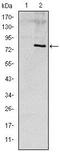 Apolipoprotein E antibody, TA336912, Origene, Western Blot image 