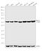 Ribosomal Oxygenase 2 antibody, 39-7300, Invitrogen Antibodies, Western Blot image 