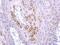 Tripartite Motif Containing 4 antibody, PA5-31491, Invitrogen Antibodies, Immunohistochemistry paraffin image 