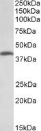 Threonine Synthase Like 2 antibody, LS-B10393, Lifespan Biosciences, Western Blot image 