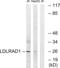 Low Density Lipoprotein Receptor Class A Domain Containing 1 antibody, abx014556, Abbexa, Western Blot image 