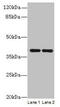 Coiled-Coil Domain Containing 42 antibody, CSB-PA842714LA01HU, Cusabio, Western Blot image 