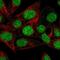 RAB Interacting Factor antibody, NBP1-87832, Novus Biologicals, Immunofluorescence image 