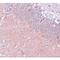 Synaptogyrin 4 antibody, LS-C108528, Lifespan Biosciences, Immunohistochemistry paraffin image 