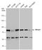 PR/SET Domain 1 antibody, GTX132087, GeneTex, Western Blot image 