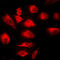 TNF Alpha Induced Protein 3 antibody, LS-C352948, Lifespan Biosciences, Immunofluorescence image 