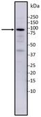 Zinc Finger Protein 274 antibody, PA1-852, Invitrogen Antibodies, Western Blot image 