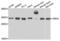 Origin Recognition Complex Subunit 6 antibody, LS-B15628, Lifespan Biosciences, Western Blot image 