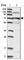 Kinesin Light Chain 4 antibody, HPA030169, Atlas Antibodies, Western Blot image 