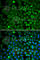 Nucleoporin 62 antibody, A2499, ABclonal Technology, Immunofluorescence image 