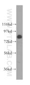 Msk antibody, 51045-1-AP, Proteintech Group, Western Blot image 