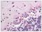 P-LAP antibody, AM08240PU-N, Origene, Immunohistochemistry frozen image 