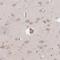 Transmembrane Protein 229A antibody, NBP2-33783, Novus Biologicals, Immunohistochemistry frozen image 