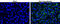 Zika Virus antibody, GTX133323, GeneTex, Immunofluorescence image 