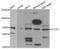 CCCTC-Binding Factor Like antibody, abx004704, Abbexa, Western Blot image 