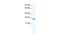 Aryl Hydrocarbon Receptor Nuclear Translocator Like antibody, PA5-68758, Invitrogen Antibodies, Western Blot image 