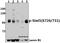 Signal Transducer And Activator Of Transcription 5A antibody, A01087S726, Boster Biological Technology, Western Blot image 