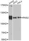 Mismatch repair endonuclease PMS2 antibody, LS-C748716, Lifespan Biosciences, Western Blot image 
