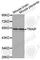 TRAF-interacting protein antibody, A3368, ABclonal Technology, Western Blot image 