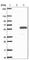 Arrestin Domain Containing 1 antibody, HPA044345, Atlas Antibodies, Western Blot image 