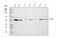 Hexosaminidase Subunit Alpha antibody, PA1787-2, Boster Biological Technology, Western Blot image 