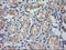 MDM4 Regulator Of P53 antibody, LS-C174499, Lifespan Biosciences, Immunohistochemistry paraffin image 