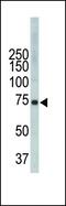 IL2 Inducible T Cell Kinase antibody, PA5-14782, Invitrogen Antibodies, Western Blot image 