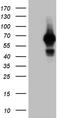 Growth Factor Receptor Bound Protein 7 antibody, TA809284, Origene, Western Blot image 