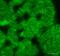 Kinase Insert Domain Receptor antibody, ab39256, Abcam, Immunohistochemistry frozen image 