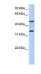 Phosphoinositide-binding protein PIP3-E antibody, NBP1-55367, Novus Biologicals, Western Blot image 