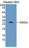 Cerebral Dopamine Neurotrophic Factor antibody, LS-C305815, Lifespan Biosciences, Western Blot image 