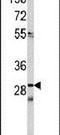 Cell Division Cycle Associated 3 antibody, PA5-13564, Invitrogen Antibodies, Western Blot image 