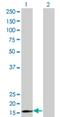 Ribosomal Protein S15 antibody, H00006209-M01, Novus Biologicals, Western Blot image 