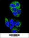 Hepatocyte Nuclear Factor 4 Alpha antibody, 63-943, ProSci, Immunofluorescence image 