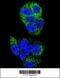 HNF-4-alpha antibody, 63-943, ProSci, Immunofluorescence image 