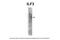 Interleukin Enhancer Binding Factor 3 antibody, 28-985, ProSci, Western Blot image 