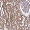 DnaJ Heat Shock Protein Family (Hsp40) Member A2 antibody, NBP2-32551, Novus Biologicals, Immunohistochemistry frozen image 