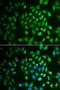 Fumarylacetoacetate Hydrolase antibody, LS-C334812, Lifespan Biosciences, Immunofluorescence image 