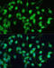 Cyclin Dependent Kinase 7 antibody, 16-807, ProSci, Immunofluorescence image 