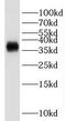 G Protein Subunit Beta 2 antibody, FNab03539, FineTest, Western Blot image 