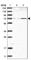 Zinc Finger Protein 846 antibody, HPA034617, Atlas Antibodies, Western Blot image 