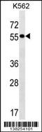 FERM Domain Containing 8 antibody, 59-765, ProSci, Western Blot image 