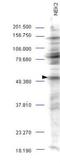 Mitotic Arrest Deficient 2 Like 1 antibody, orb344422, Biorbyt, Western Blot image 